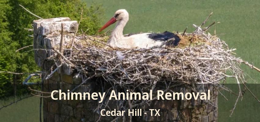 Chimney Animal Removal Cedar Hill - TX