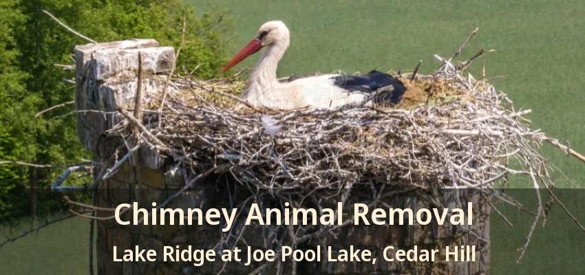 Chimney Animal Removal Lake Ridge at Joe Pool Lake, Cedar Hill - TX