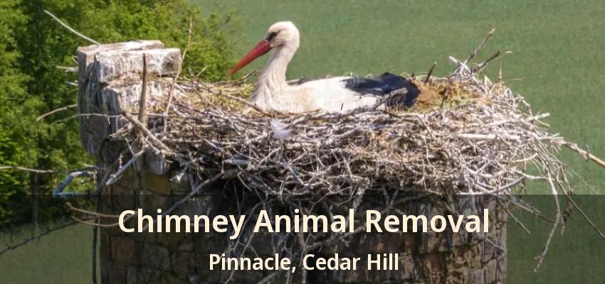 Chimney Animal Removal Pinnacle, Cedar Hill - TX
