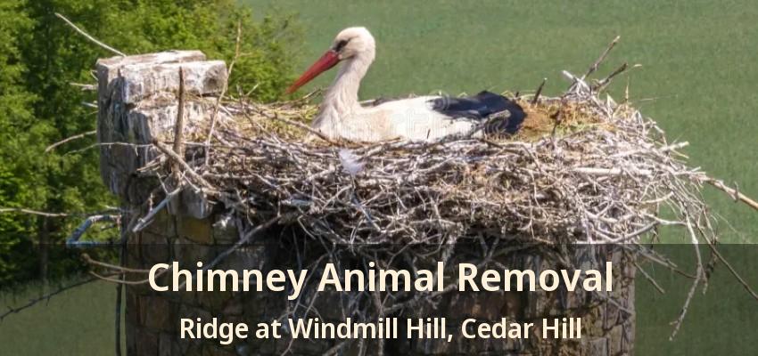 Chimney Animal Removal Ridge at Windmill Hill, Cedar Hill - TX