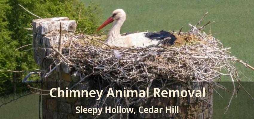 Chimney Animal Removal Sleepy Hollow, Cedar Hill - TX