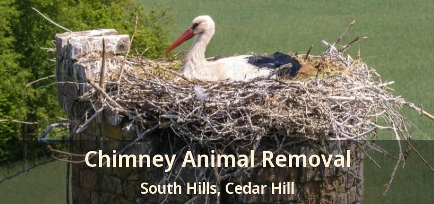 Chimney Animal Removal South Hills, Cedar Hill - TX