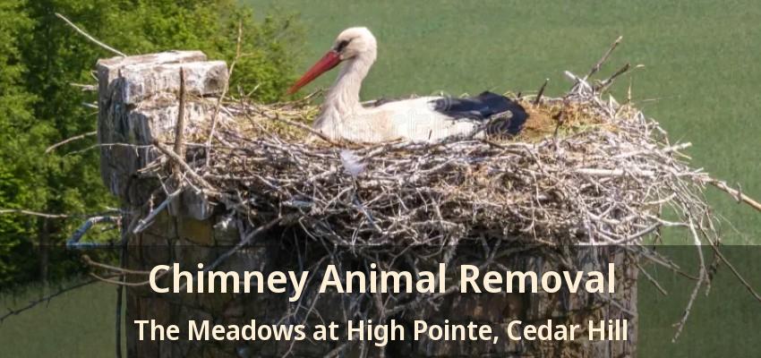 Chimney Animal Removal The Meadows at High Pointe, Cedar Hill - TX