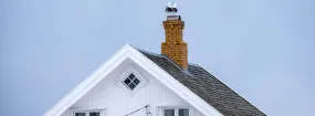 Chimney Nest Removal Cedar Hill